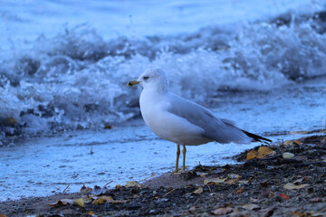 Seagull on the beach