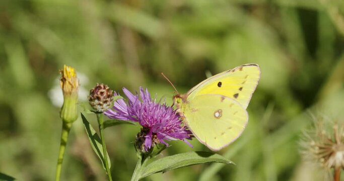 Colias croceus, clouded yellow butterfly on the flower