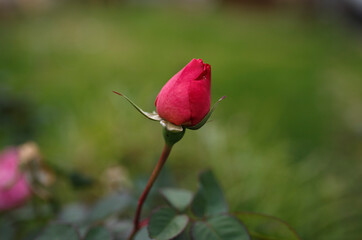 Pink rose bud against green grass background