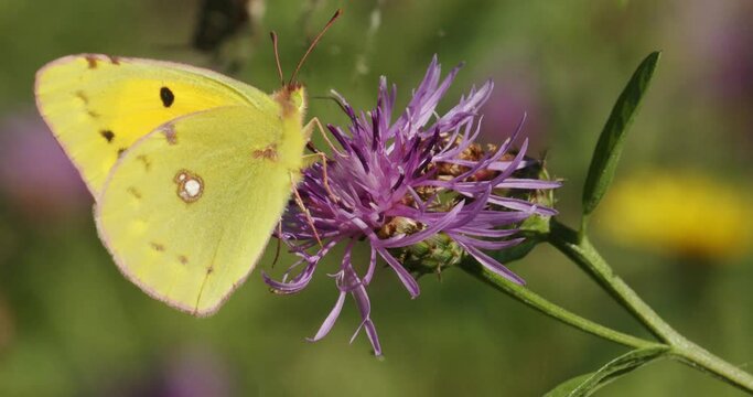 Colias croceus, clouded yellow butterfly on the flower