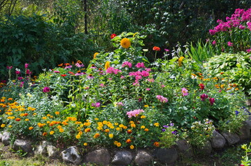 Bright decorative garden flowers on a flower bed in the garden