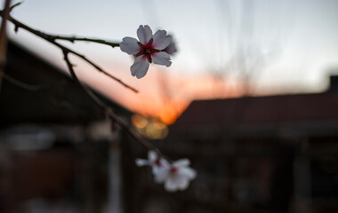 white flowers from a blossom tree in spring with orange clouds in the background during sunset
