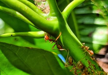 Red ants are climbing green branches in search of food.