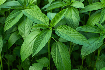 Saluyot, Ewedu or Jute leaves are also known for their medicinal properties - obrazy, fototapety, plakaty