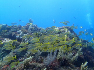 Fototapeta na wymiar Underwater scuba diving of Isla Mujeres, Cancun, Mexico (OLYMPUS DIGITAL CAMERA)