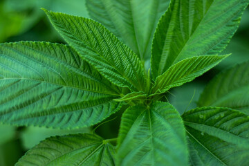 Fototapeta na wymiar Jew's Mallow leaf or jute or Corchorus olitorius is a tropical plant