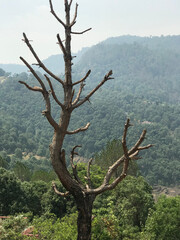 Travel, California, India, London, Beijing, China, United Kingdom, Shimla, Narkanda, San Jose