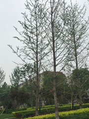 Travel, California, India, London, Beijing, China, United Kingdom, Shimla, Narkanda, San Jose