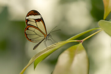 Beautiful Glasswing Butterfly (Greta oto) on a leaf with raindrops in a summer garden. In the...
