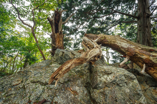 折れた木と大きな岩(アップ)
