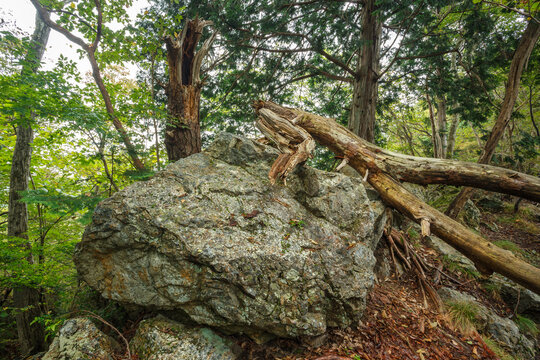折れた木と大きな岩