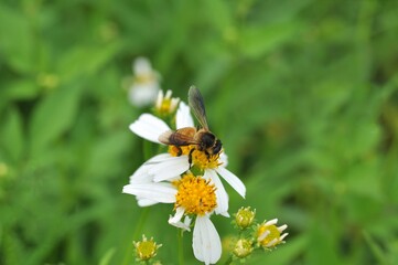 bee and flowers in the nature