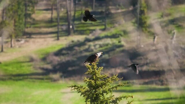 Cinematic epic view of aggressive black ravens attacking large bald eagle sitting on top of pine tree. Black birds flying above large predator eagle , symbol of American power, 4K USA wilderness