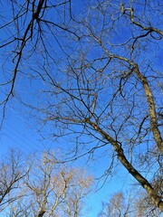 branches of bare trees against the blue sky