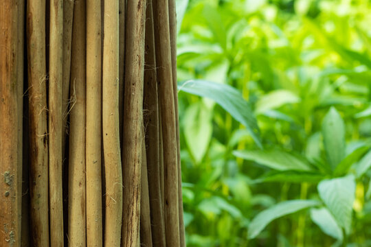 Dry saluyot, jute stick green jute or ewedu plant together
