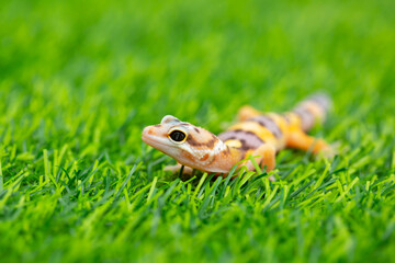 Lizard Eublepharis on a green lawn. Reptile gecko is yellow-spotted. Exotic tropical animal in the...