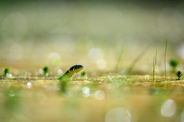 The grass snake (Natrix natrix) swimming in the water, the head above a water surface and looking for a prey. Shallow depth of field, nice ​bokeh with circles