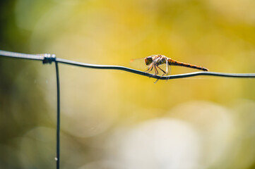 Small cute dragonfly the common darter (Sympetrum striolatum) sitting on a branch with a leaf....