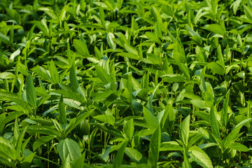 Fototapeta na wymiar Jute-plant or ewedu leaf are mallow leaf, Jute leaf, Saluyot