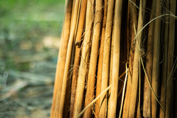 After extracting fiber from jute, jute sticks remain unused