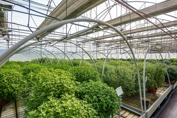 rows of young conifers in greenhouse with a lot of plants on plantation