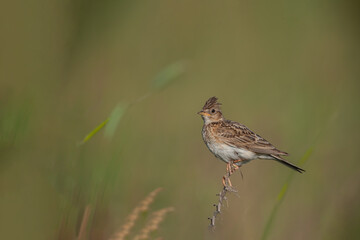 Eurasian Skylark (Alauda arvensis) perched on a flower branch green background