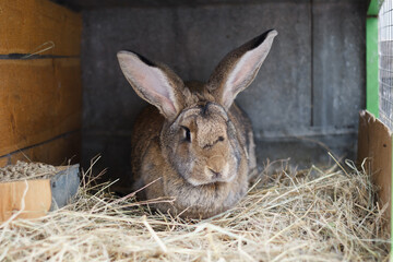 Large gray rabbit in an open cage with a feeder. Breed Belgian giant. Raising domestic rabbits on the farm. Close-up.