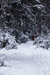 Winter forest. Landscape of the park in winter. Snow-covered trees at the edge.