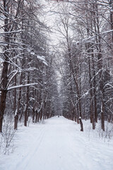 Winter forest landscape. Tall trees under snow cover. January frosty day in the park.