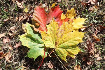 The concept of the arrival of warm autumn days. A bouquet of colorful maple leaves lying on the lawn in the park, close-up