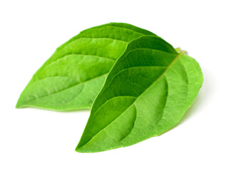 Fototapeta na wymiar fresh Thai Basil leaves isolated on white background
