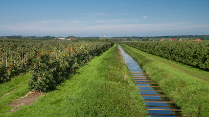 Fototapeta na wymiar Apfleplantage Herbst Elbmarsch sonnig HD Format