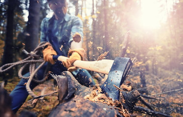 Male worker with an ax chopping a tree in the forest.