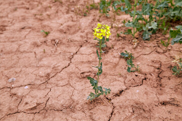 yellow field during rapeseed bloom at the end of May