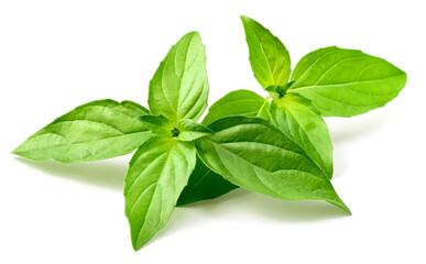 fresh Thai Basil isolated on white background