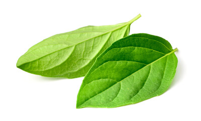 fresh Thai Basil leaves isolated on white background