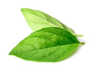 fresh Thai Basil leaves isolated on white background