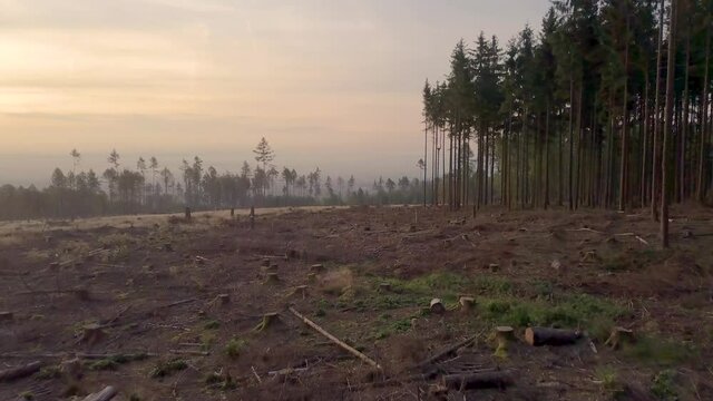 2in1: Aerial drone forest dieback in the Taunus during sunrise caused by climate change and bark beetle, Frankfurt and Oberursel in the background, Hessen Germany