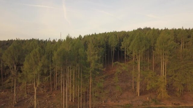Drone Aerial view of forest dieback caused by climate change, dryness and the bark beetle in the Taunus at Sandplacken in summer on a sunny day Gro&szlig;er Feldberg in background sunrise, Hessen Germany