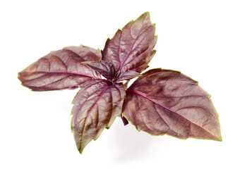 fresh purple basil isolated on white background