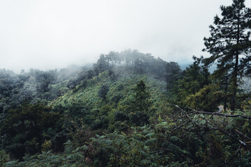 Mountains and green trees during the day