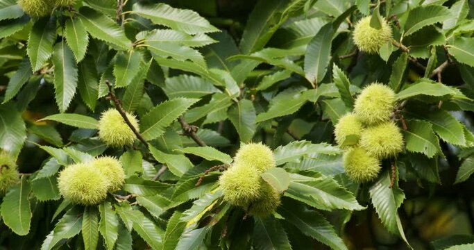 The unripe fruits of  Castanea sativa, the sweet chestnut