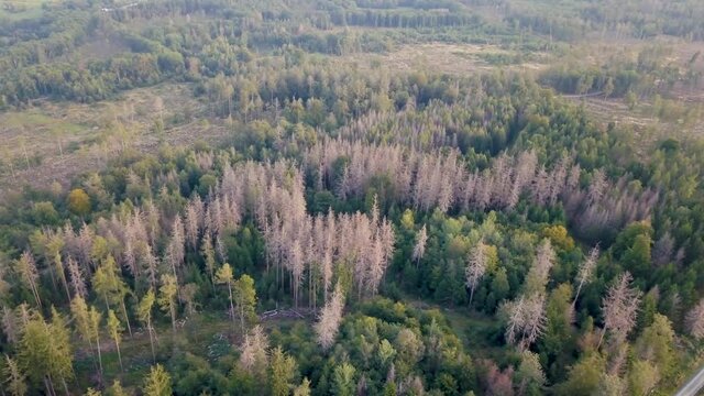4 in 1 clip: Drone Aerial view of forest dieback caused by climate change, dryness and the bark beetle dead trees in the Taunus close to Sandplacken, Hessen Germany