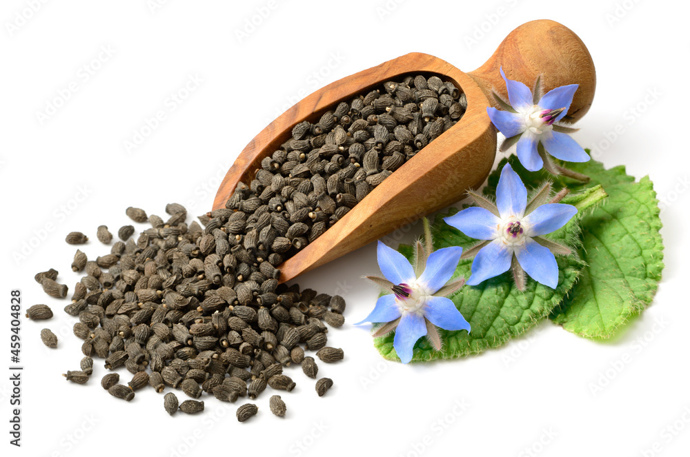 Sticker dried borage seeds in the wooden scoop, with fresh leaves and flowers, isolated on white background