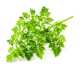 fresh chervil isolated on white background