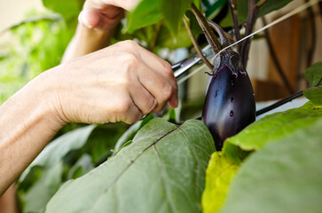 Men's hands harvests cuts the eggplant with scissors. Farmer man gardening in home greenhouse