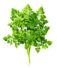 fresh chervil isolated on white background, top view