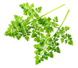fresh chervil isolated on white background, top view