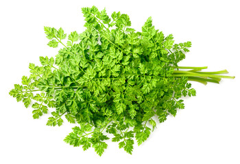 bunch of fresh chervil isolated on white background