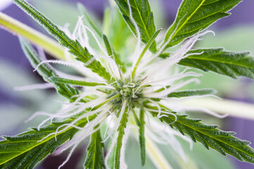 flowering marijuana